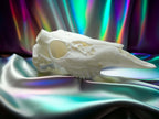 Whitetail Skull Cap