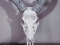 Graphic Whitetail "Maze Runner" Antler Mount