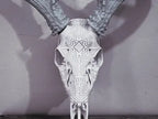 Graphic Whitetail "Maze Runner" Antler Mount