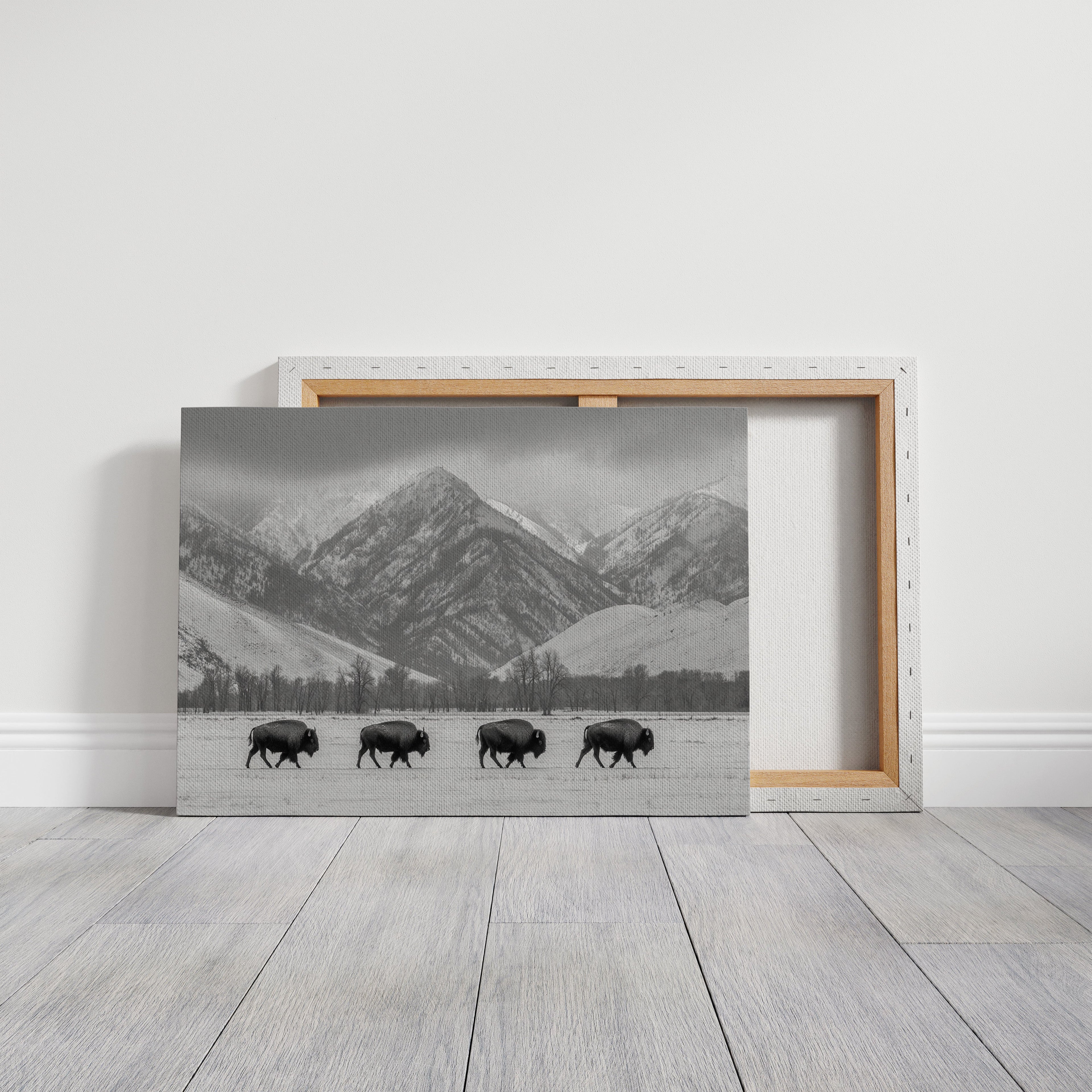 Where the Buffalo Roam