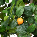 Park Hill | Faux Mediterranean Orange Tree, 98” with Weighted Pot